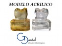 Modelo de acrilico Ultradent    